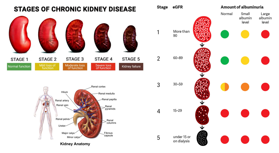 Chapter 6: Kidney problems related to core-temperature